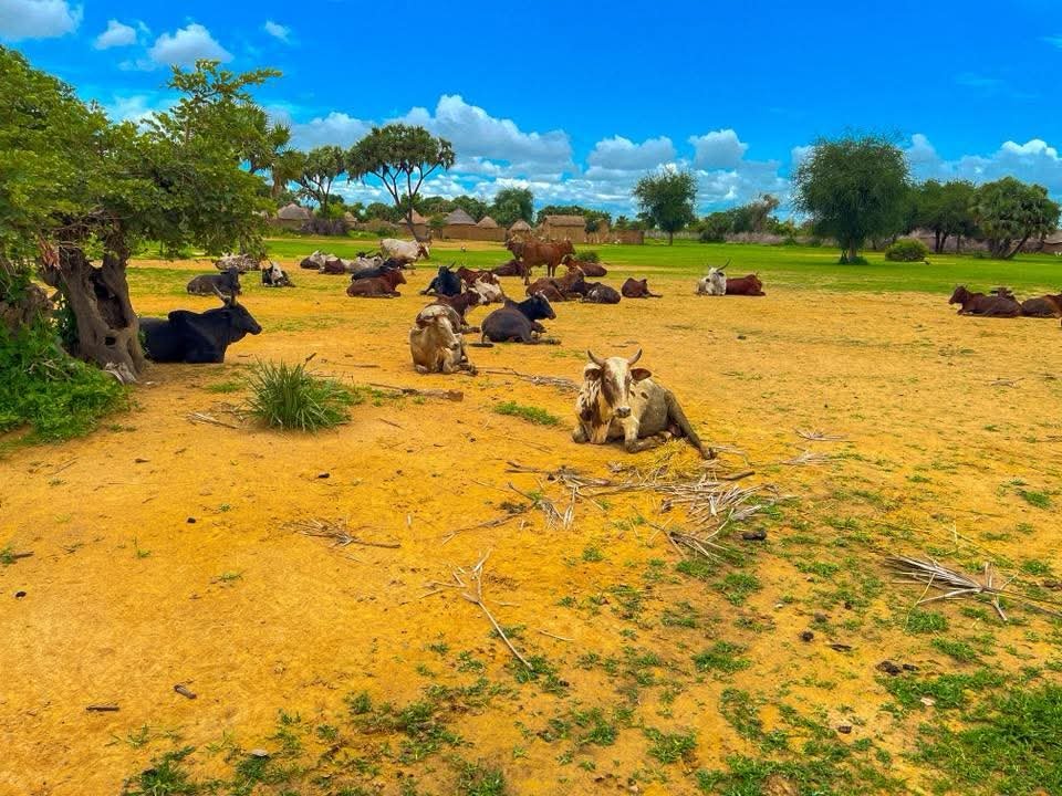 Tokna Massana image 24