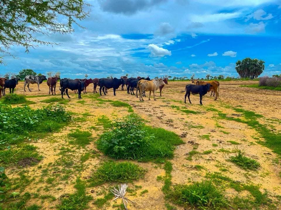 Tokna Massana image 25